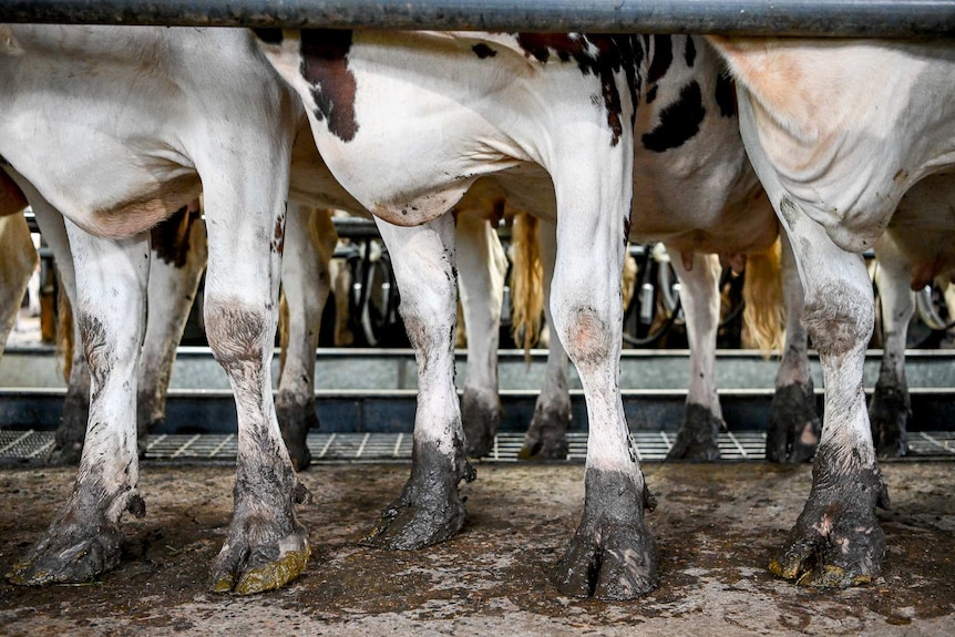 Cows being milked