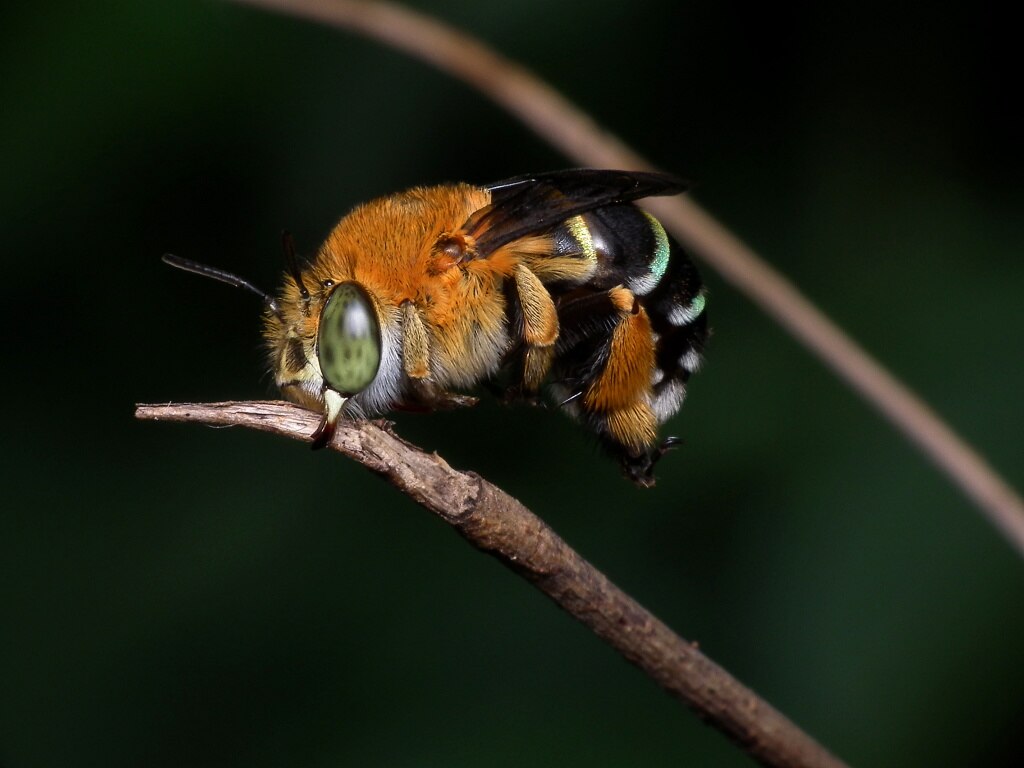 An extreme-close up of a blue-banded bee on a branch