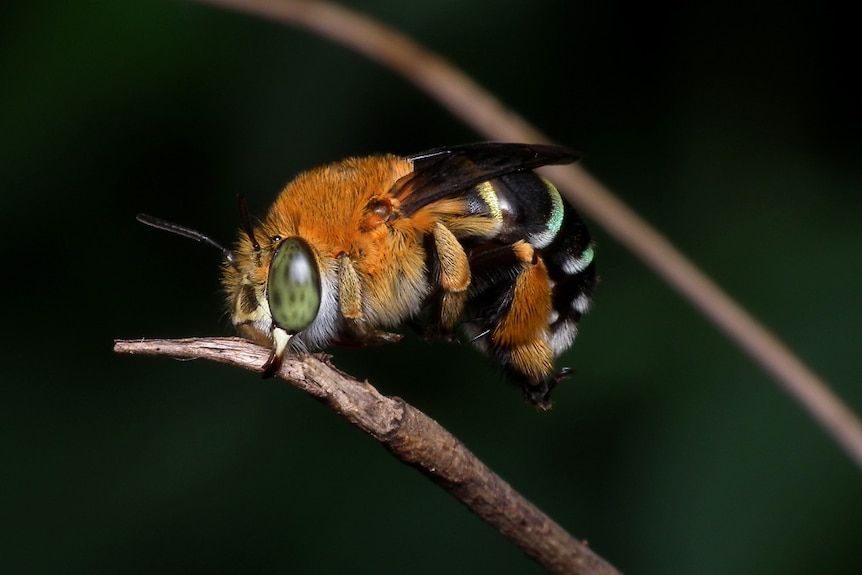An extreme-close up of a blue-banded bee on a branch