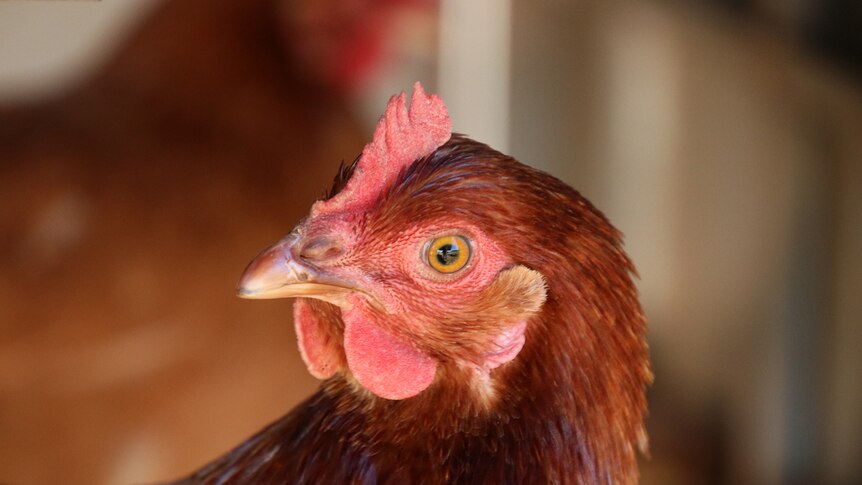 A closeup photo of a laying hen on Adam Walmsley's farm.