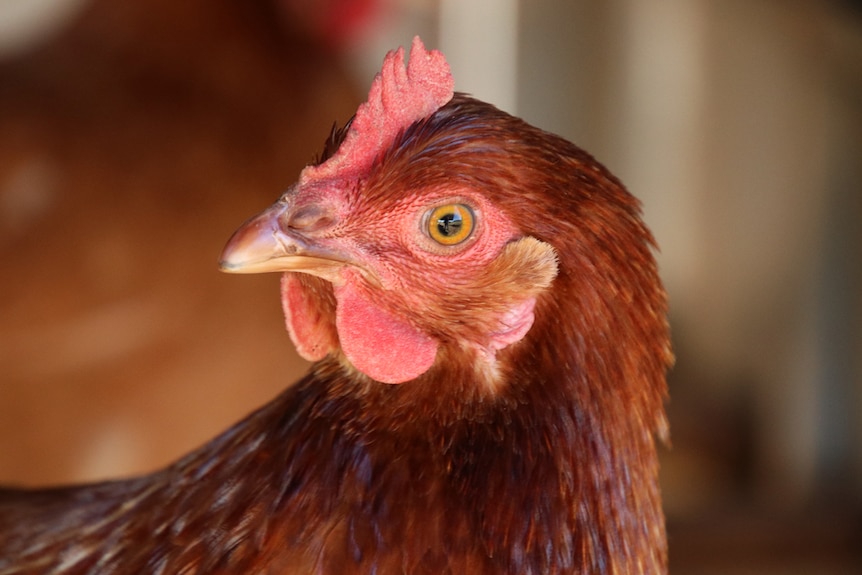 A closeup photo of a laying hen on a farm.
