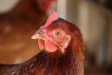 A closeup photo of a laying hen on Adam Walmsley's farm.