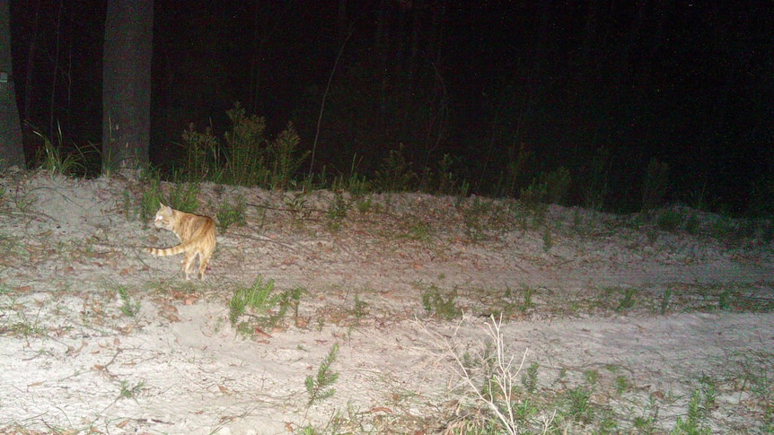 A cat has been photographed on Fraser Island by a motion-activated camera designed to track dingo movements.