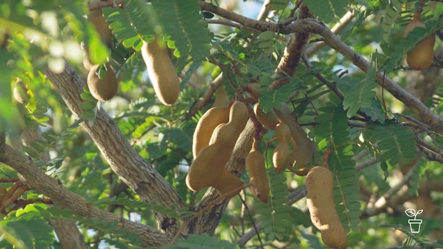 Yellow pods growing on green-leaved tree