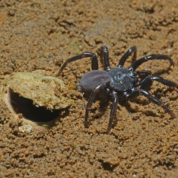A trapdoor spider scientists believe drifted across the ocean from Africa to Kangaroo Island