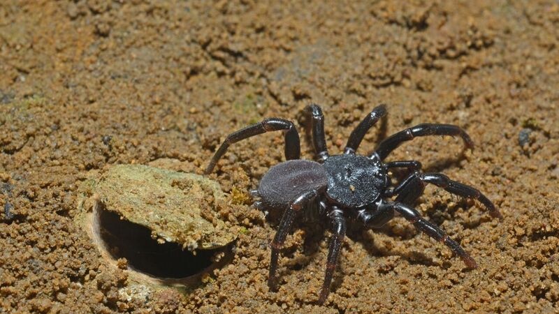 A trapdoor spider scientists believe drifted across the ocean from Africa to Kangaroo Island