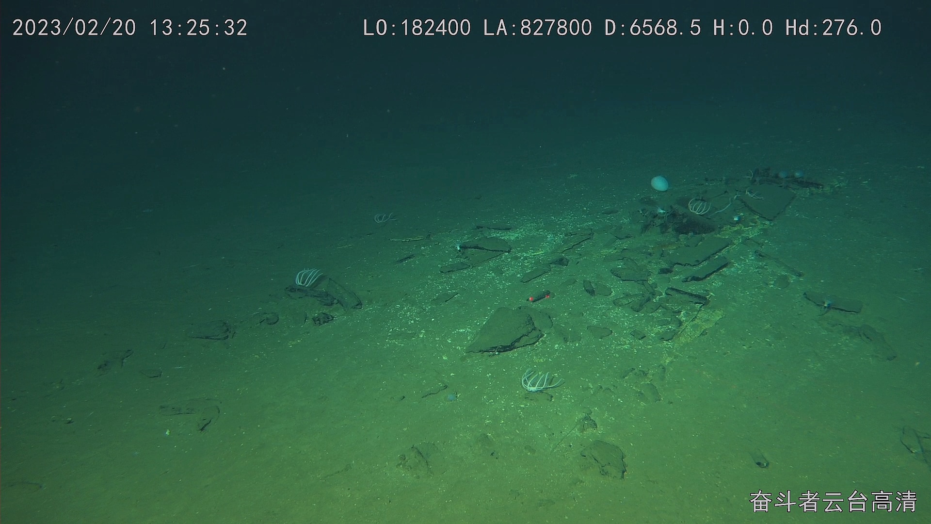 A zoomed out view of some slabs on the ocean floor with a handful of white creatures on top of them.