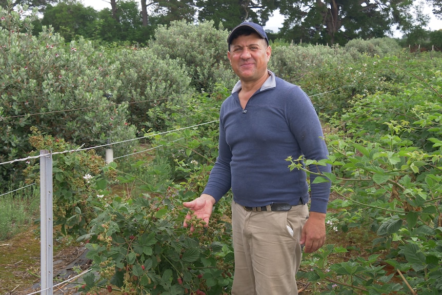 Middle aged man in a blue shirt holding blue berries in his hand surrounded by green bushes
