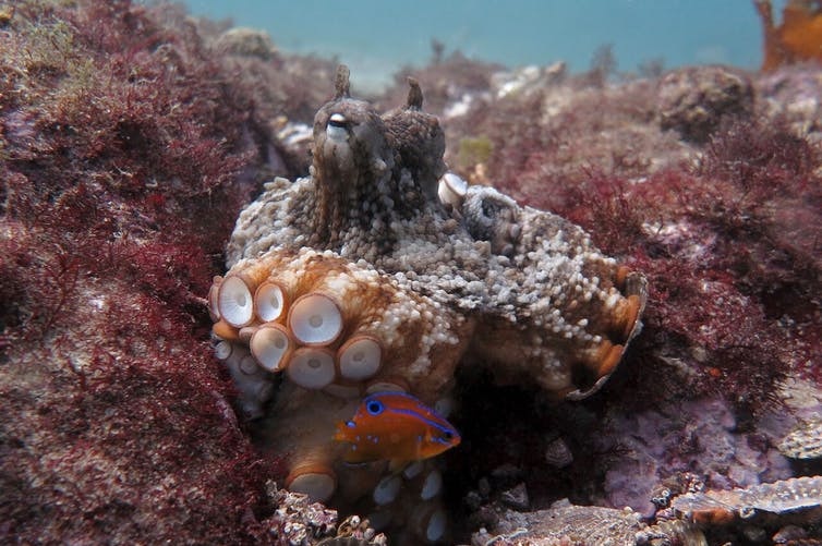An octopus emerges from its den in "Octlantis".