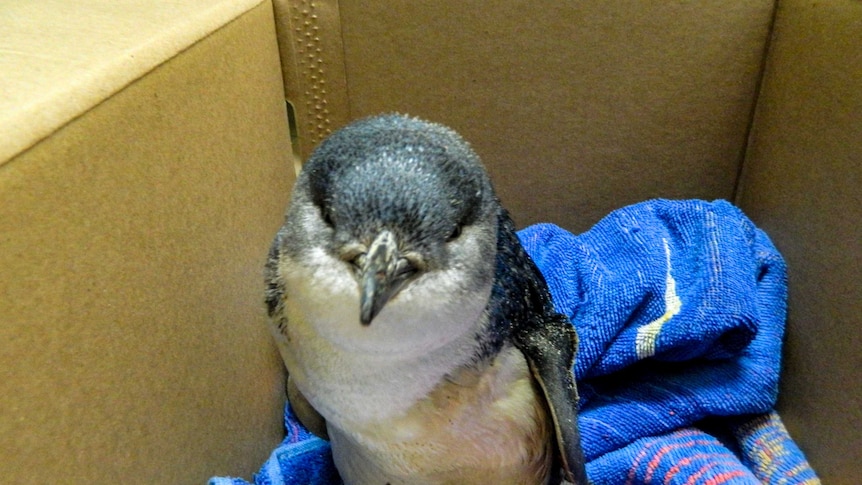 A penguin wrapped up in a towel sitting in a carboard box