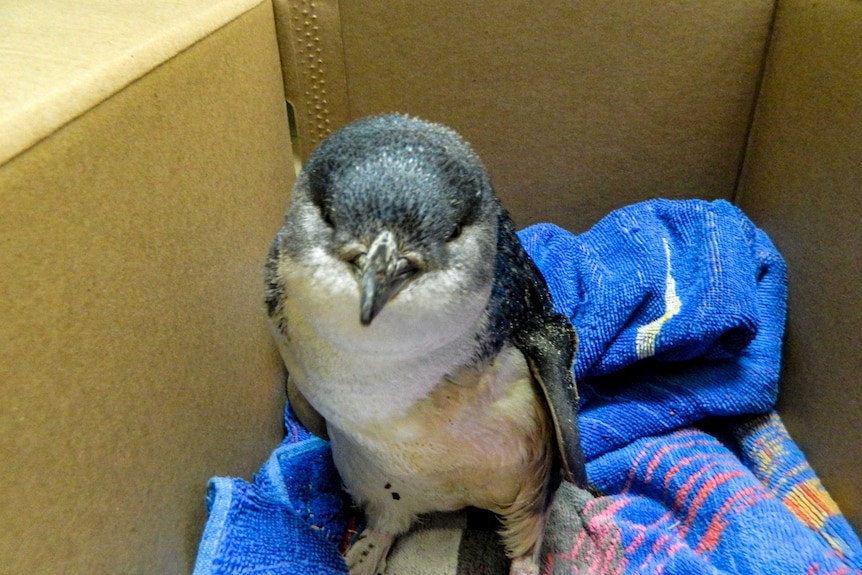 A penguin wrapped up in a towel sitting in a carboard box