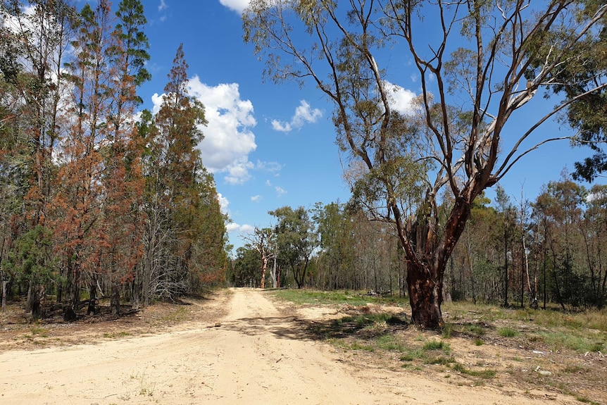 A dirt road with large trees and dry grass on either side, with a blue sky and clouds in the background.