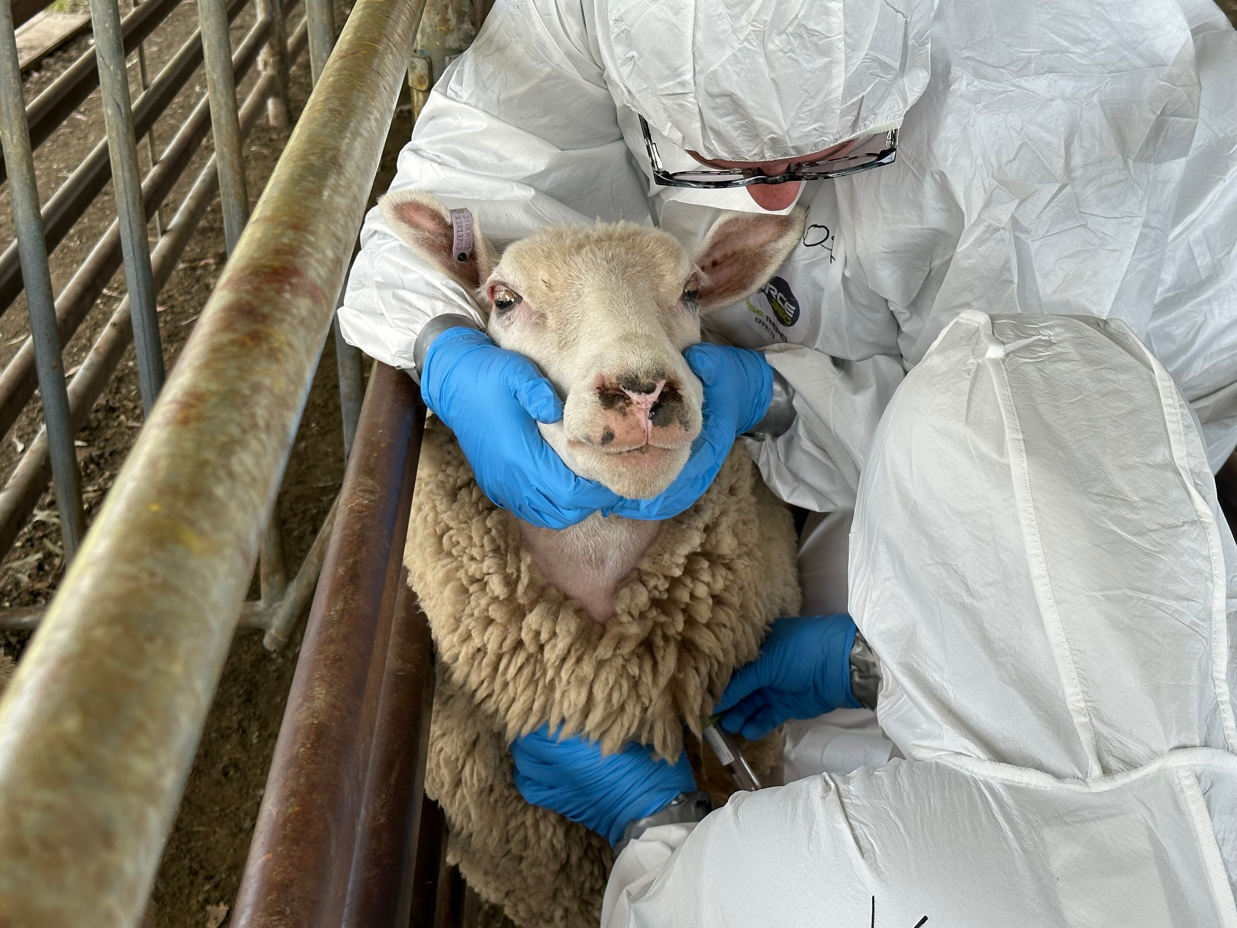 two people in protective suits taking blood from a sheep