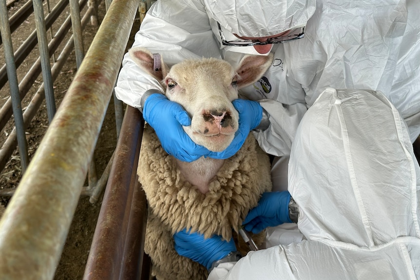 two people in protective suits taking blood from a sheep