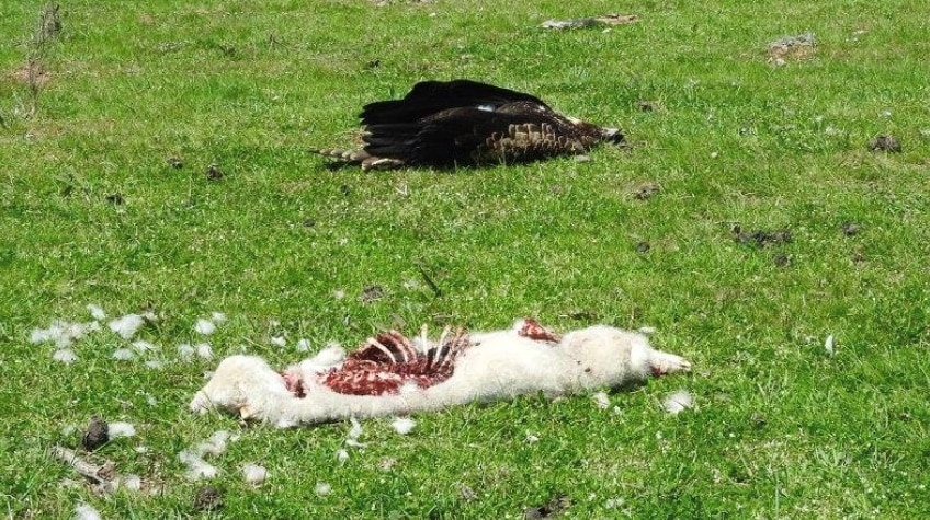 The carcasses of a lamb and an eagle are shown in a paddock.