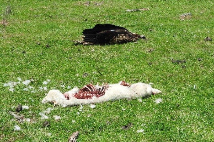 The carcasses of a lamb and an eagle are shown in a paddock.