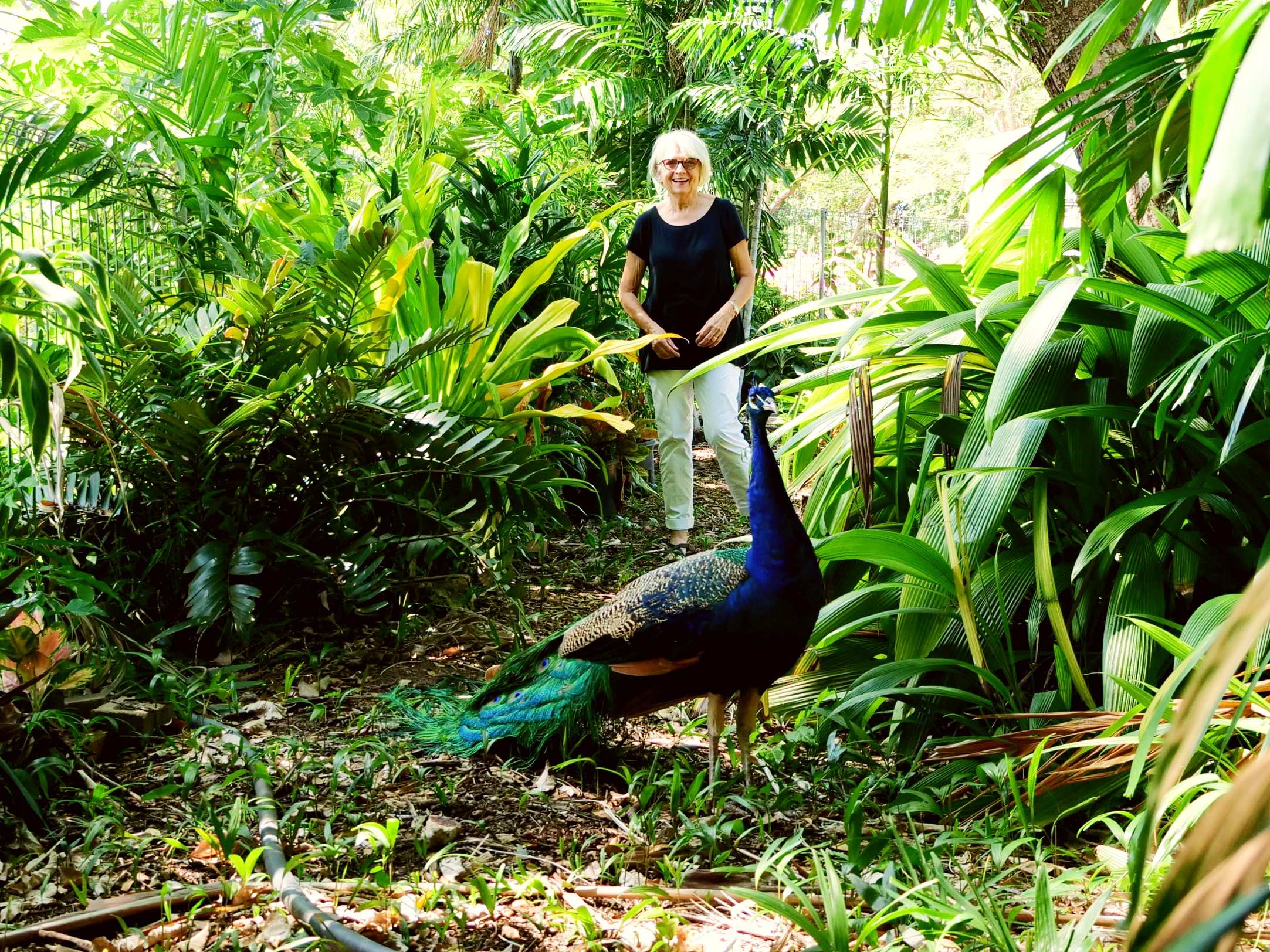 Woman in background of lush jungle garden with a peacock in the foreground looking at the camera.