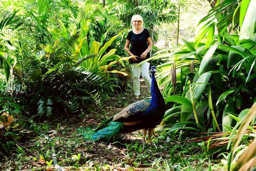 Woman in background of lush jungle garden with a peacock in the foreground looking at the camera.
