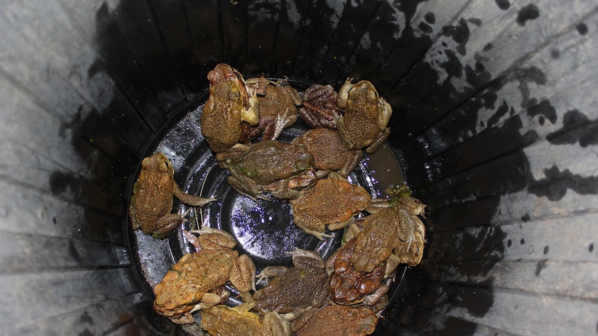Cane toads in a bucket