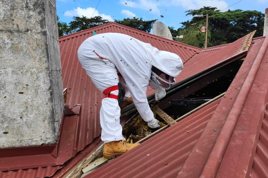 A pest controller in a beekeeper suit reaches into the roof of a house to remove a bees nest, with bees flying around him.