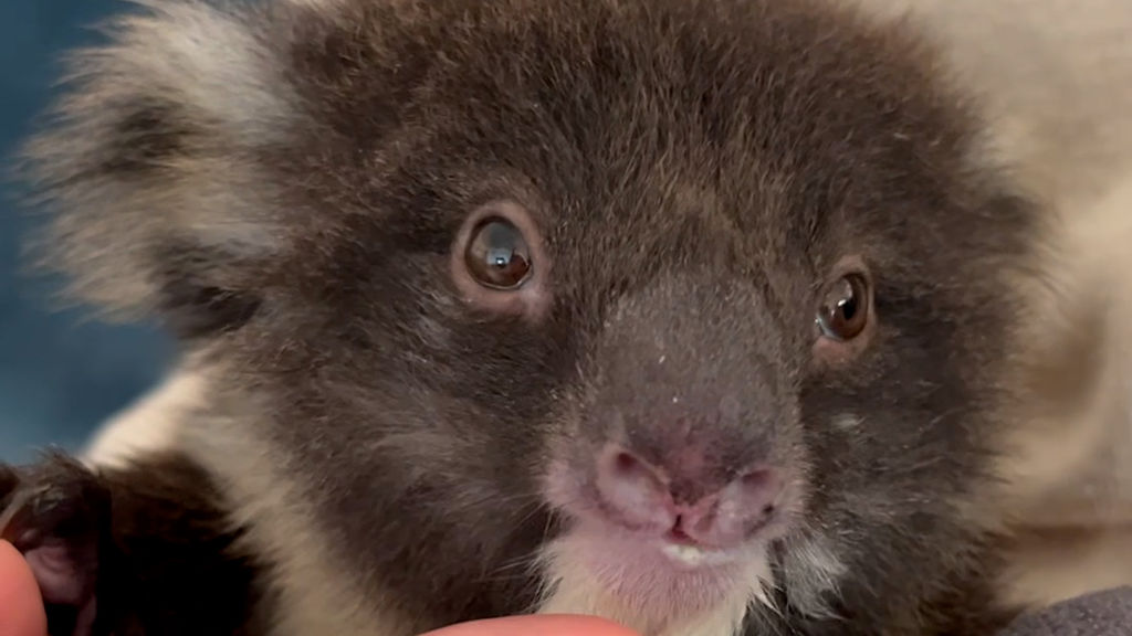 Kangaroo Island's koalas "need a plan" as the island's blue-gum plantations come down
