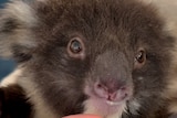 Kangaroo Island's koalas "need a plan" as the island's blue-gum plantations come down