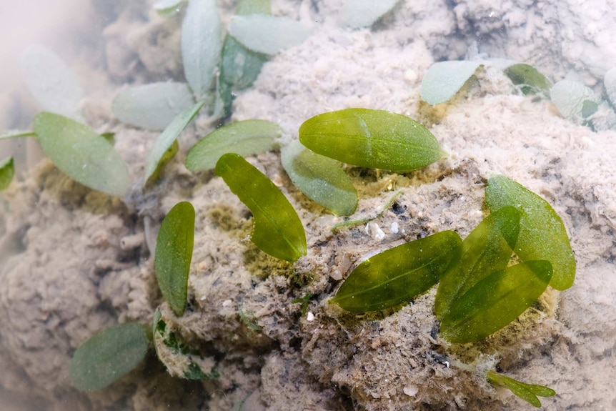 Seagrass and sediment