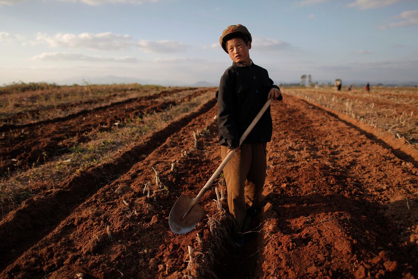 A young North Korean boy works the fields in South Hwanghaw province.