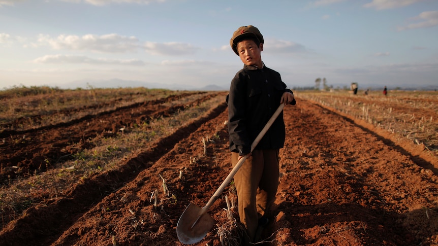 A young North Korean boy works the fields in South Hwanghaw province.