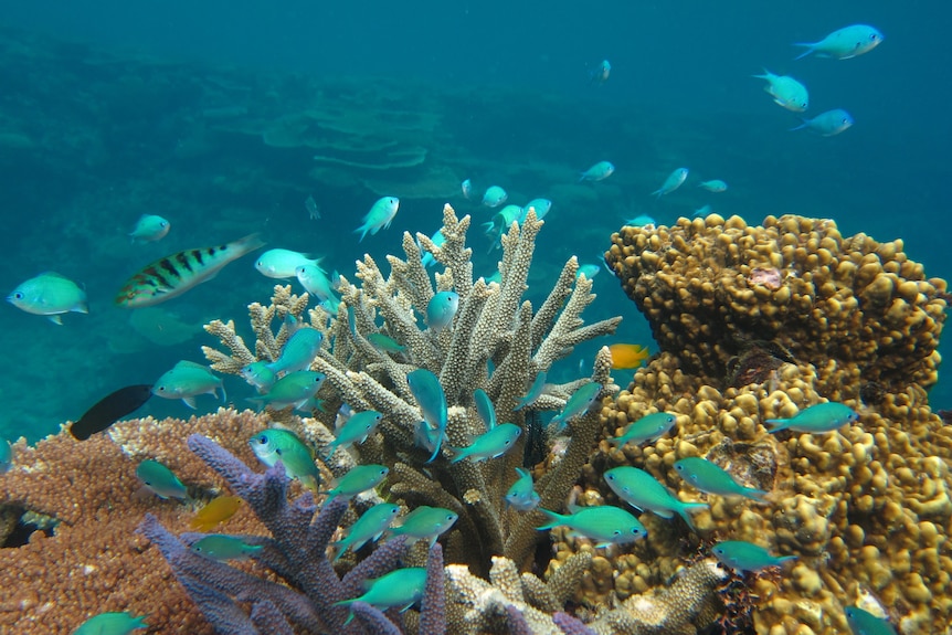 A swarm of blue fish, coral is behind them.