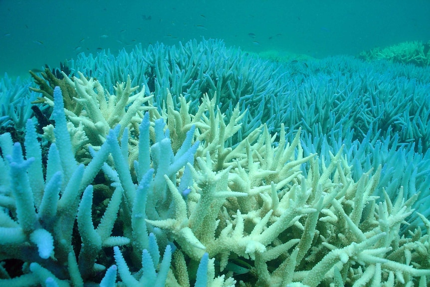 A bed of bleached coral.