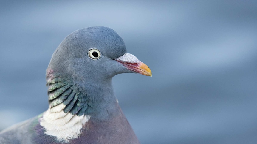 picture of a pigeon