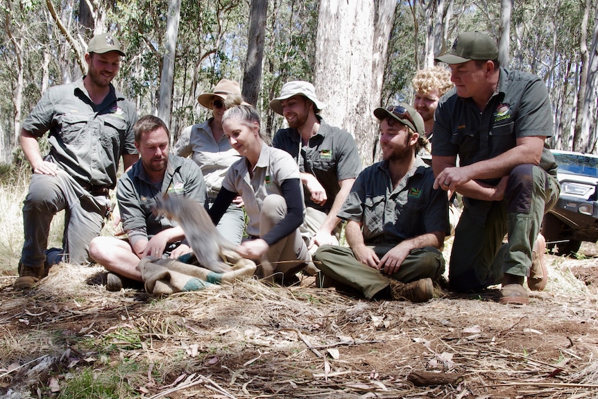 A group of wildlife rangers release a rufous bettong.