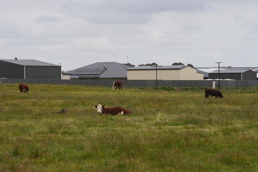 Cows grazing close to houses