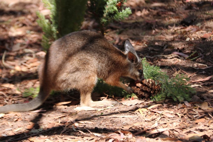 A Perth Zoo wallaby forages for food inside a pine cone.