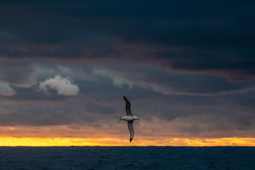 A white bird flies over an ocean at sunset.