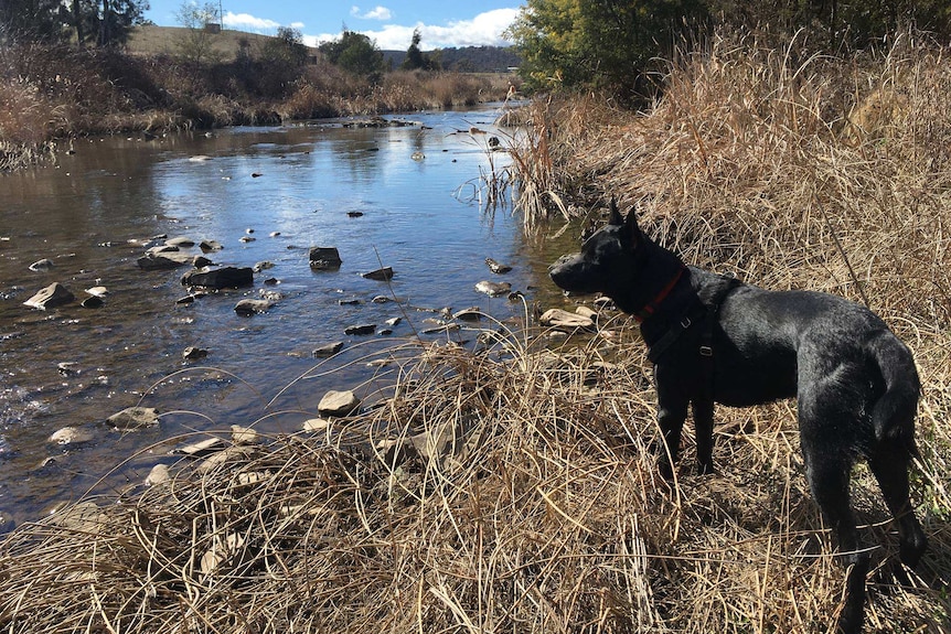 A black dog next to a small river with dry grass on the riverbank to depict stories of how dogs get people through tough times.