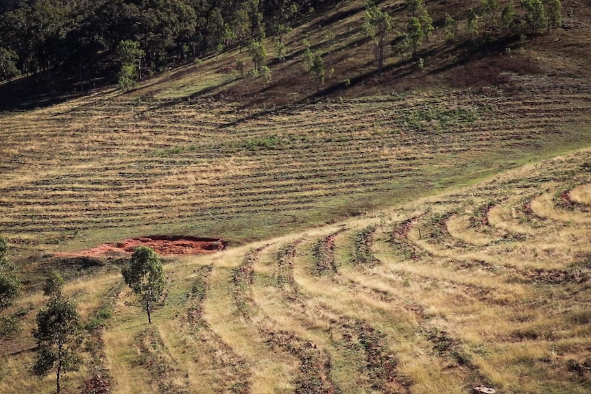 A cleared forest where rows of trees have been planted