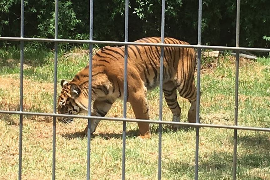 Sumatran tiger at the Darling Downs Zoo.