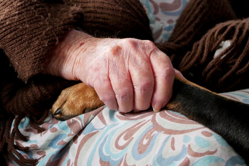 An elderly person's hand holding a dog paw which is resting on the person's lap.