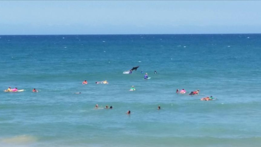 A shark jumps out of the water at Macauley's Beach in Coffs Harbour, 30 November, 2014.
