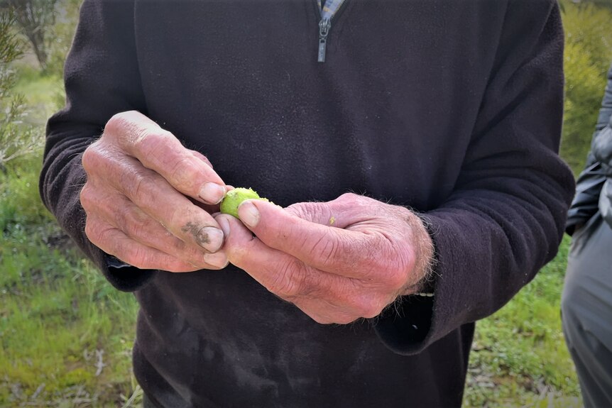 male hand holds a small green unripe quondong, his hands are dirty and aged