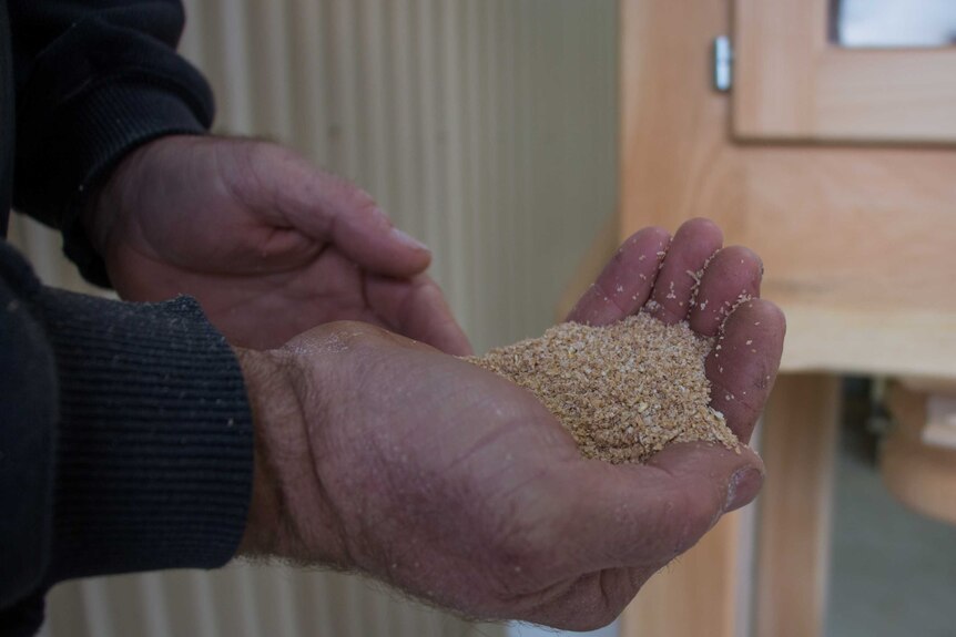 Chris Sharkey holds a handful of milled wheat in his hand.