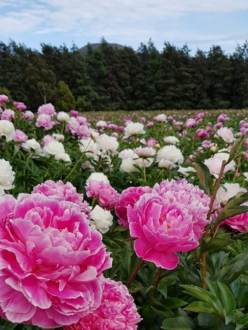 A field of pink and white flowers in southern Tasmania.