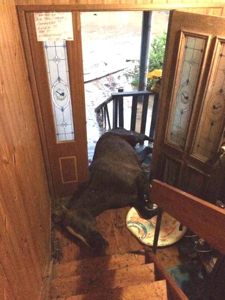 Tilly the horse on the landing during the floods