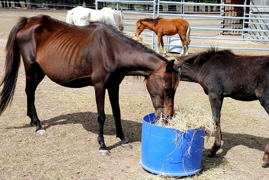 Two horses seized by RSPCA at Ararat