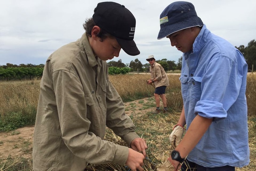 Two teenagers helping their father harvest wheat