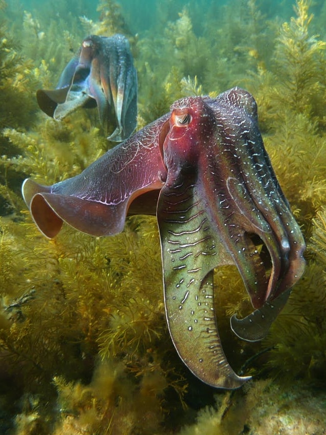 A giant Australian cuttlefish in waters off SA.
