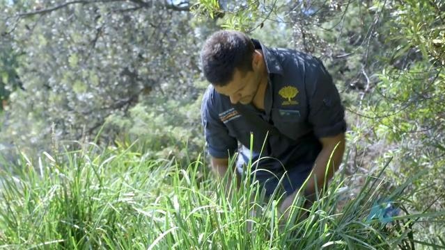 Indigenous man stands in tall grass