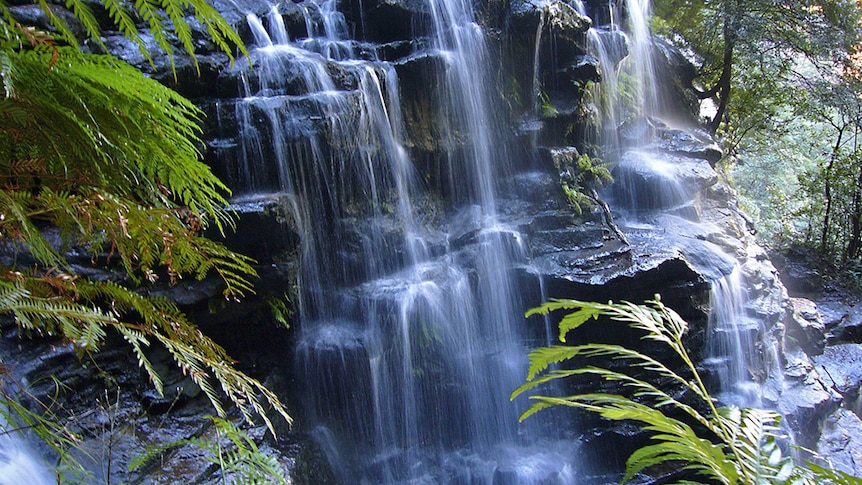 A waterfall in Tasmania Australia with ferns in the foreground.